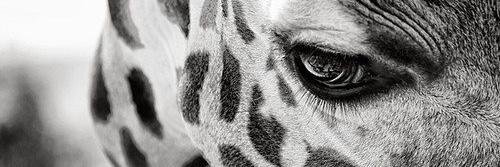 Faanshi's profile banner image