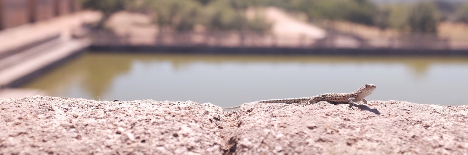 zross1291's profile banner image