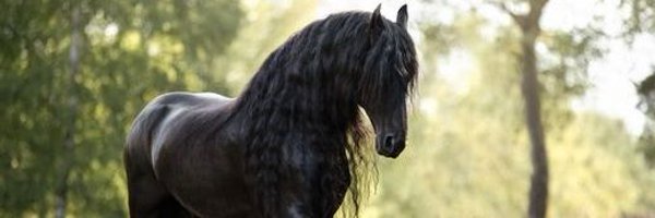 friesian Profile Banner