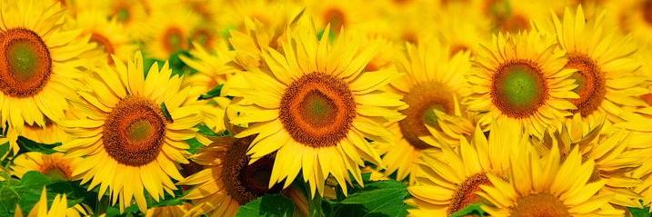 izzahasna's profile banner image