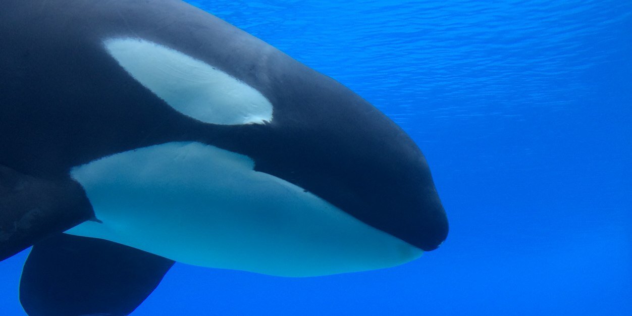 Orca United banner