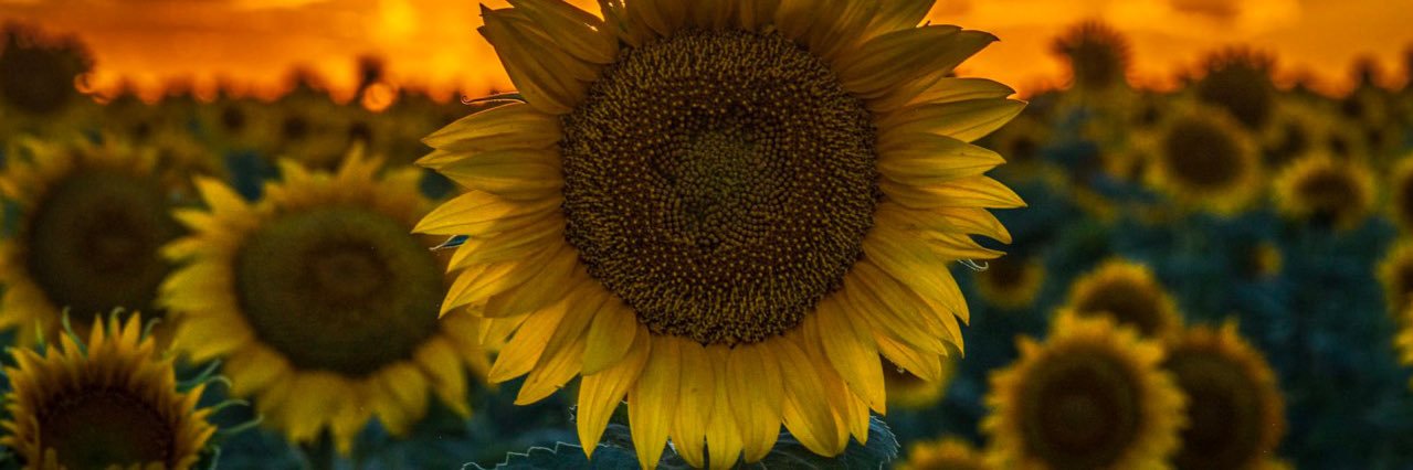 daaard_'s profile banner image