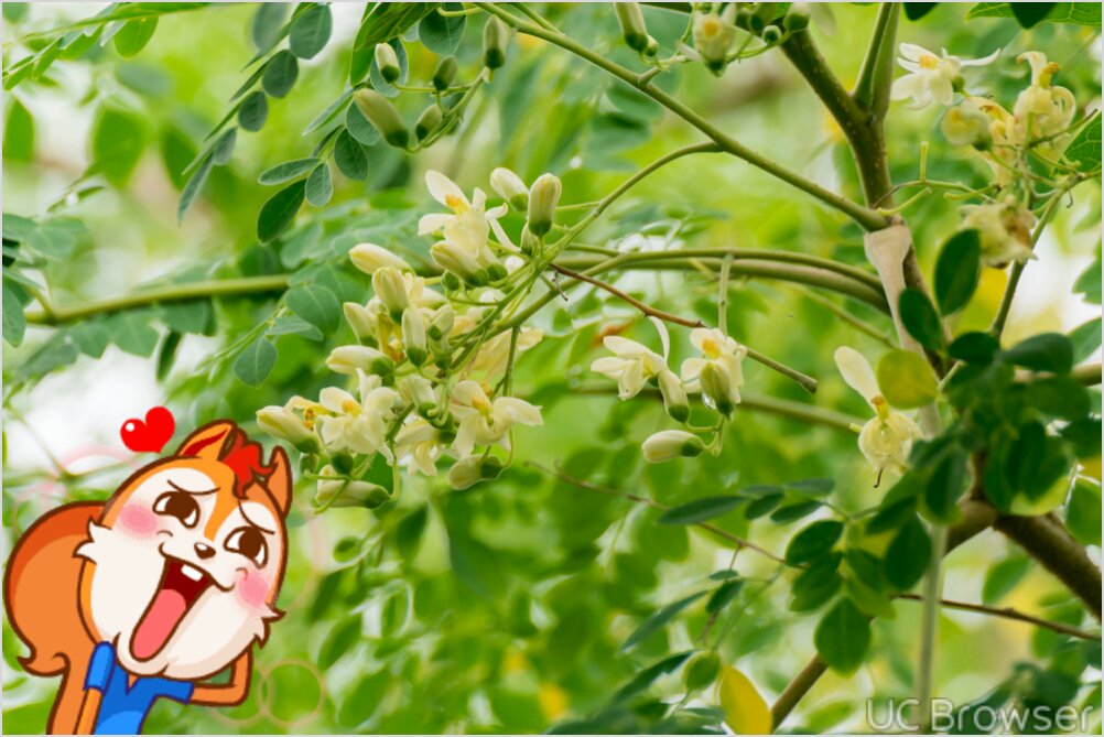 realguy banner
