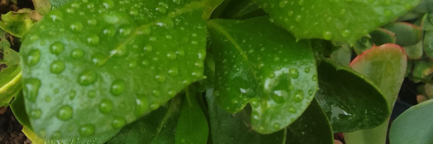 jjacquadi's profile banner image