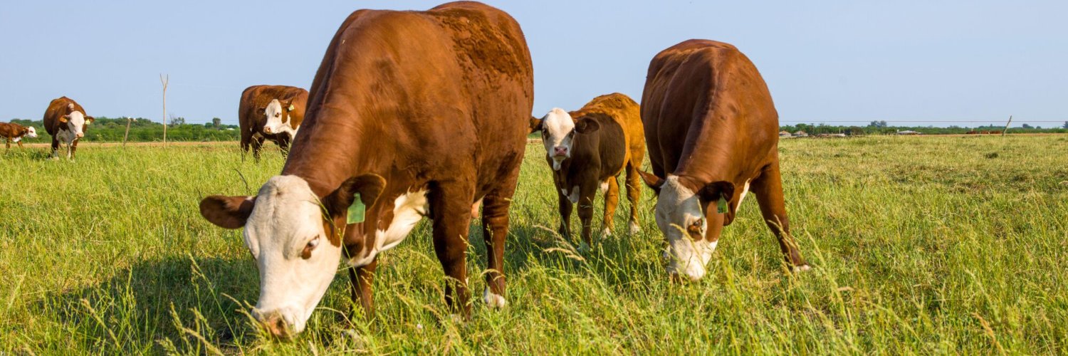 Consorcio de Exportadores de Carnes Argentinas banner