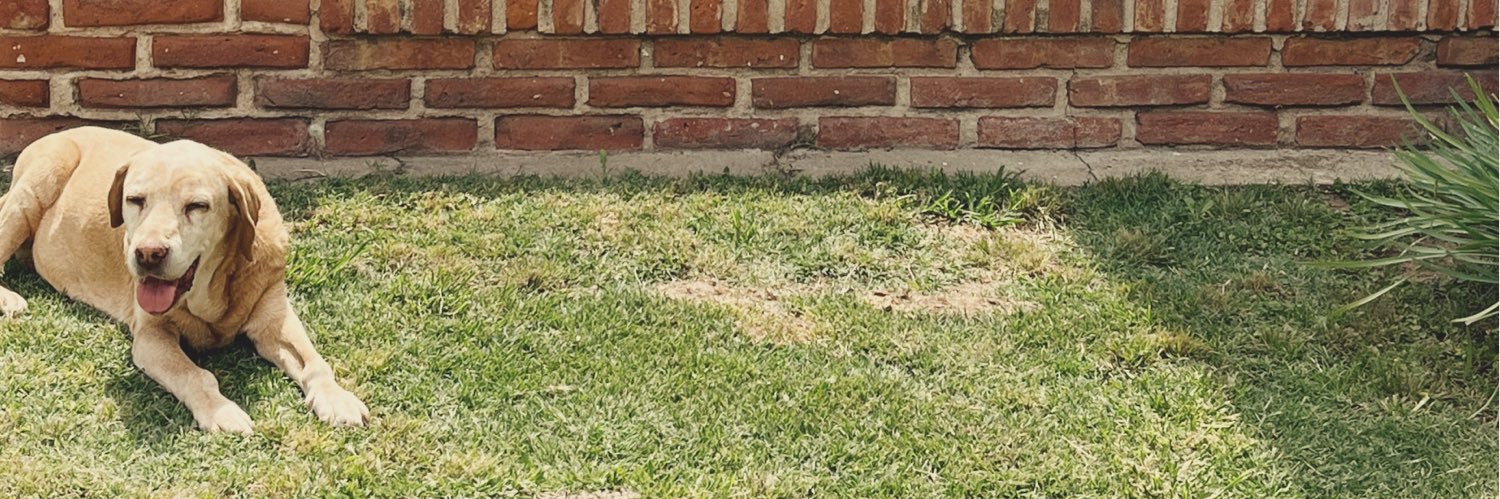 pamelasaez2's profile banner image