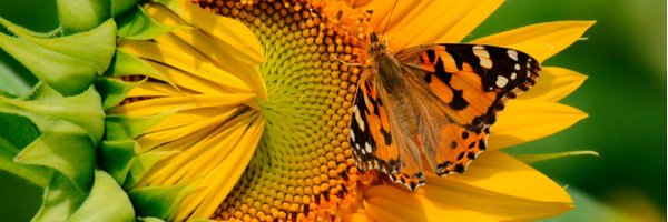 MsJayC77 Profile Banner