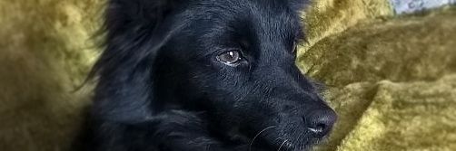 Evespessott's profile banner image