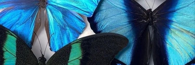 celeruffino's profile banner image