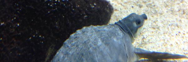 n_komoru Profile Banner