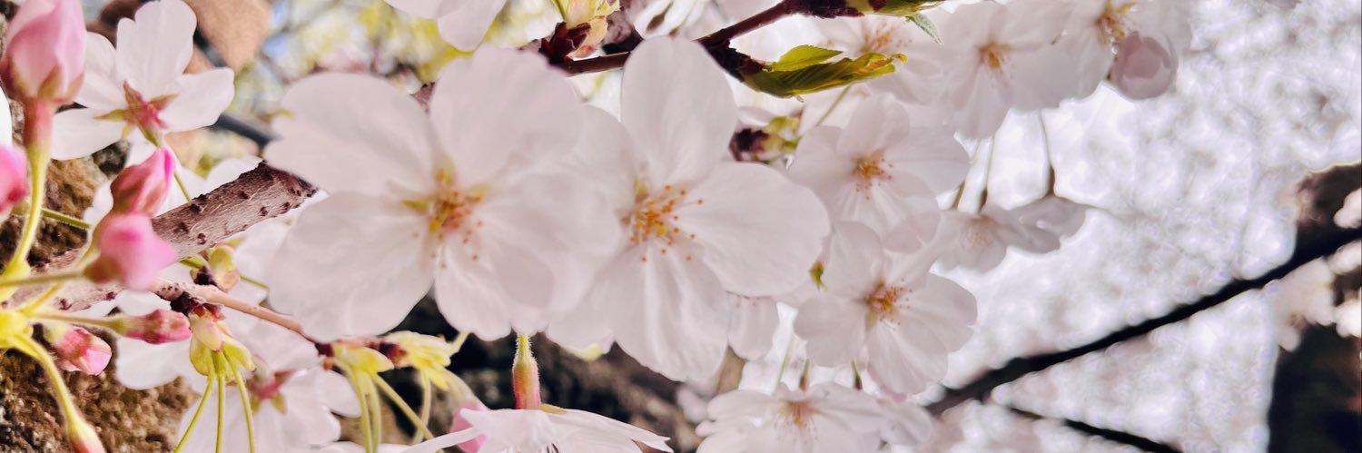やたまゆ banner