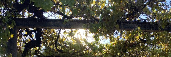 sarafergut7 Profile Banner