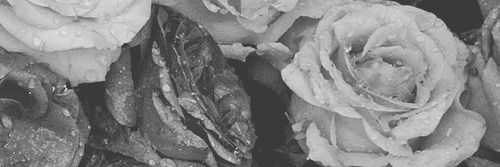 sarahhdevy's profile banner image