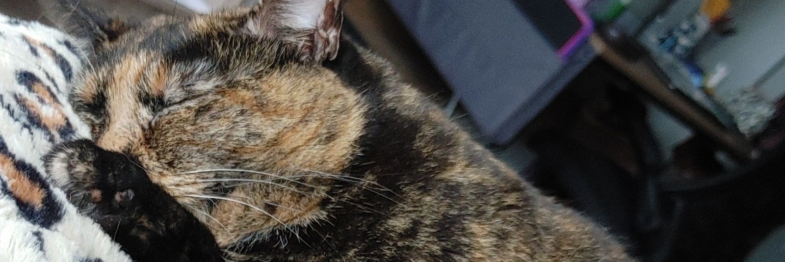 Chicadrianne's profile banner image