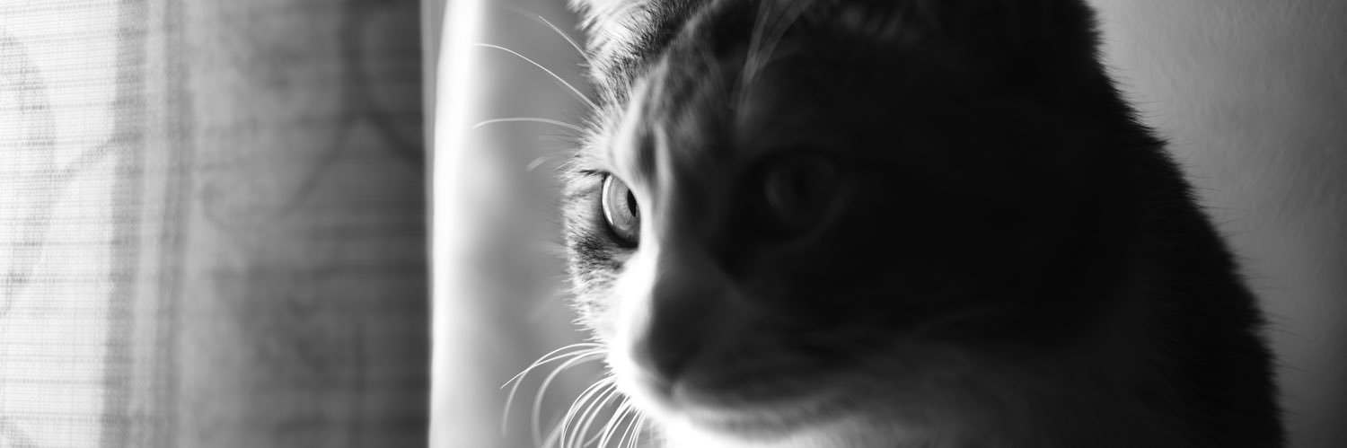 NLPingu's profile banner image