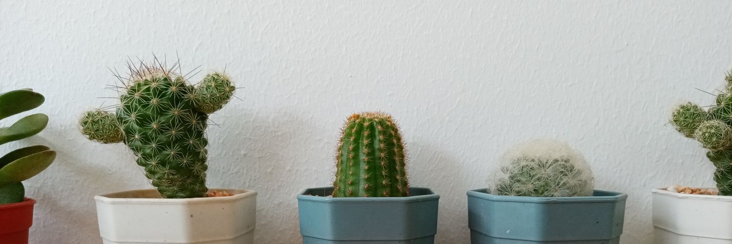 Molly_SDT's profile banner image