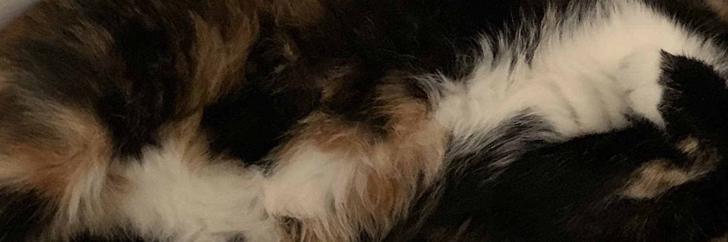 turtle the cat 🐢 banner