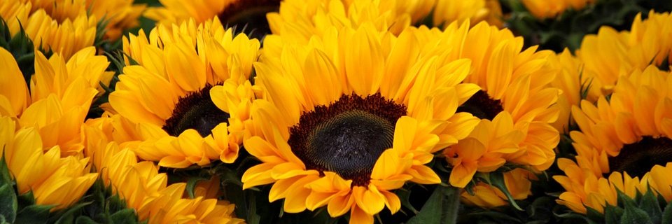 Yelkypinales's profile banner image