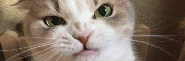 Remmy banner