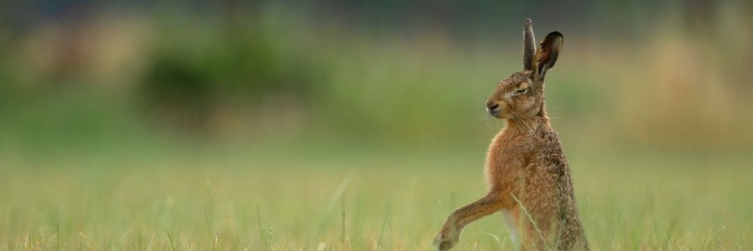𝙃𝙖𝙧𝙚-𝘪𝘦𝘵 𝘉𝘳𝘦𝘦 (𝘍𝘢𝘶𝘯𝘶𝘴)'s banner
