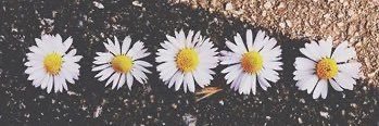 _CaManganaro's profile banner image