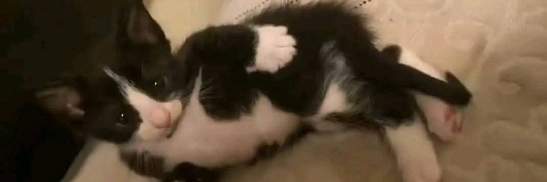 ro | ᵛⁱᵗᵗᵃʳ 🇧🇷🖤 banner