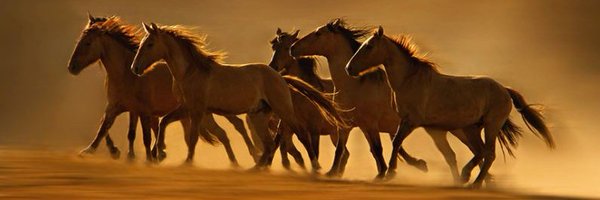 UnityMustangs Profile Banner