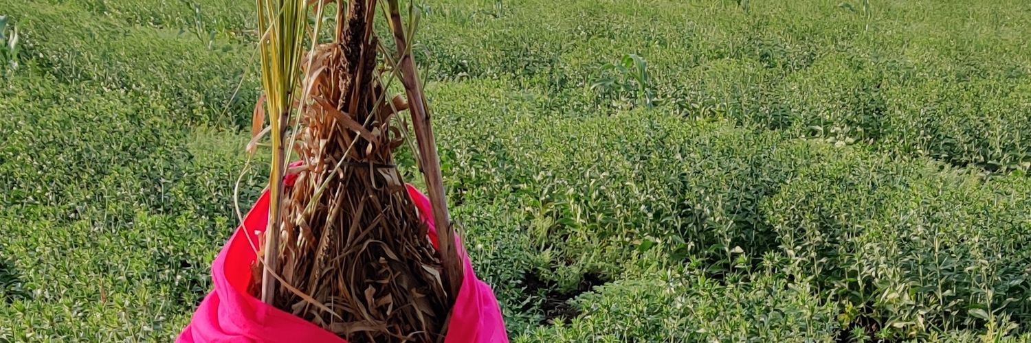 SadaJournalist's profile banner image