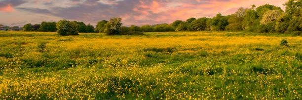 Jaskier ❀♬ banner