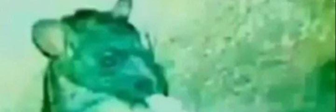 tulashing1's profile banner image