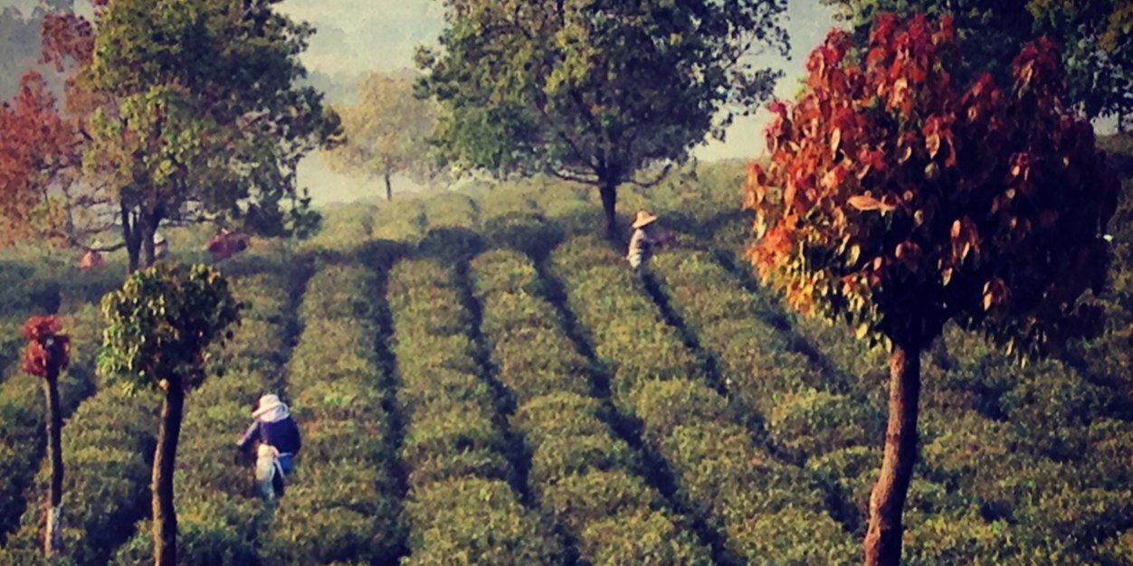 bellocq tea atelier banner