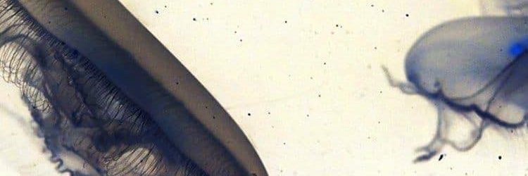 Han banner