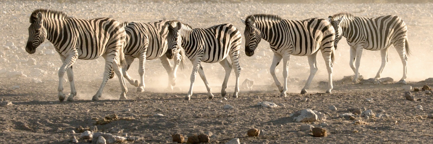 Iljitsch van Beijnum banner