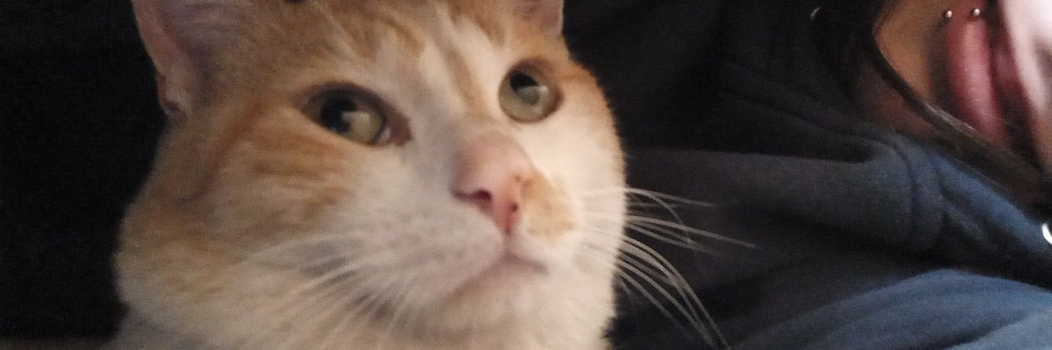 felidallo29's profile banner image
