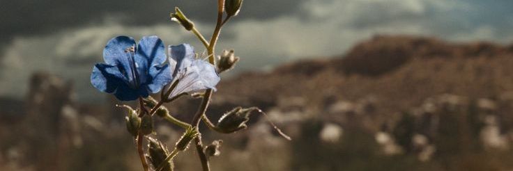 Backpfeifengesicht banner
