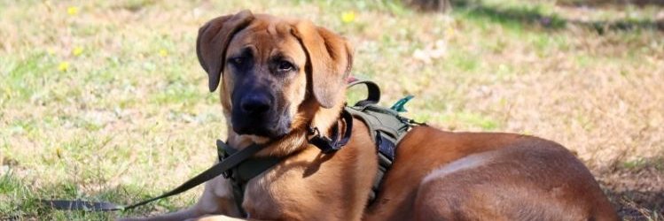 Tiny Thompson banner