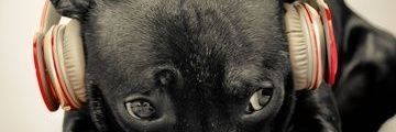 Bokekasu0316's profile banner image