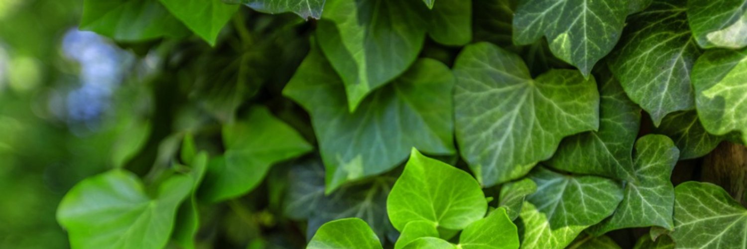 Ivy Leg banner