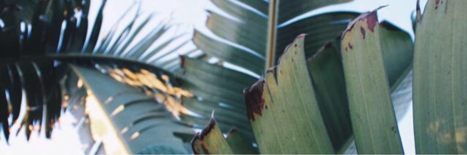 TODANDRSN's profile banner image