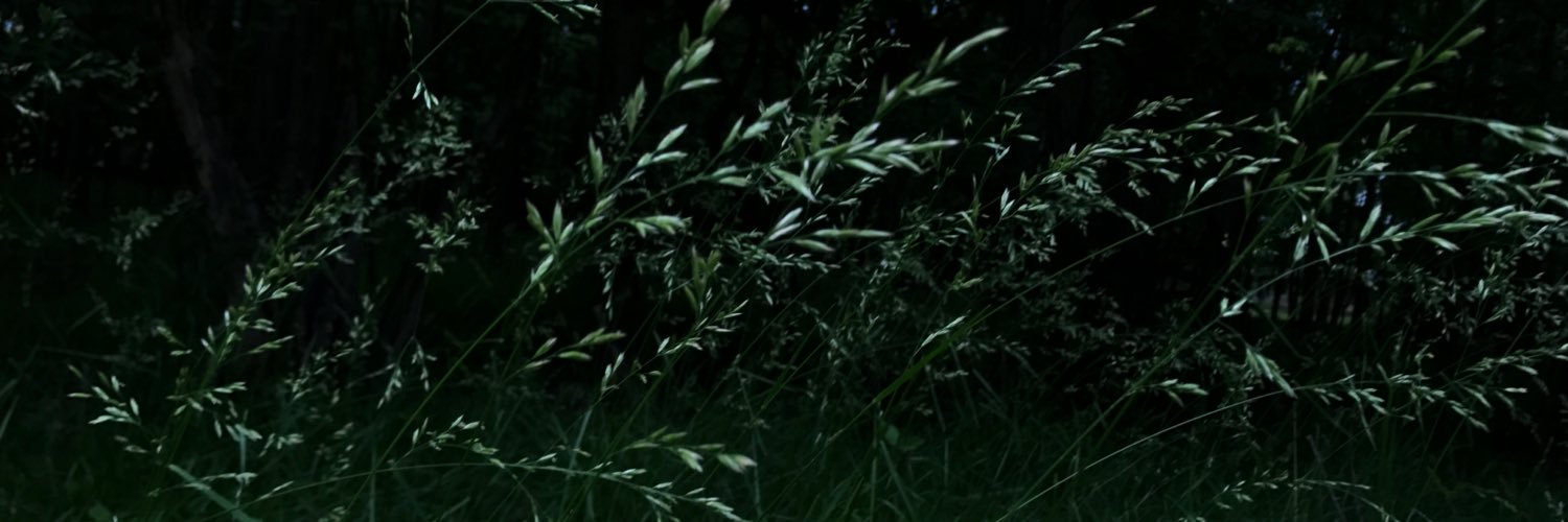 Trey_castora's profile banner image