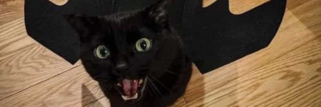 Icrazyflaca's profile banner image