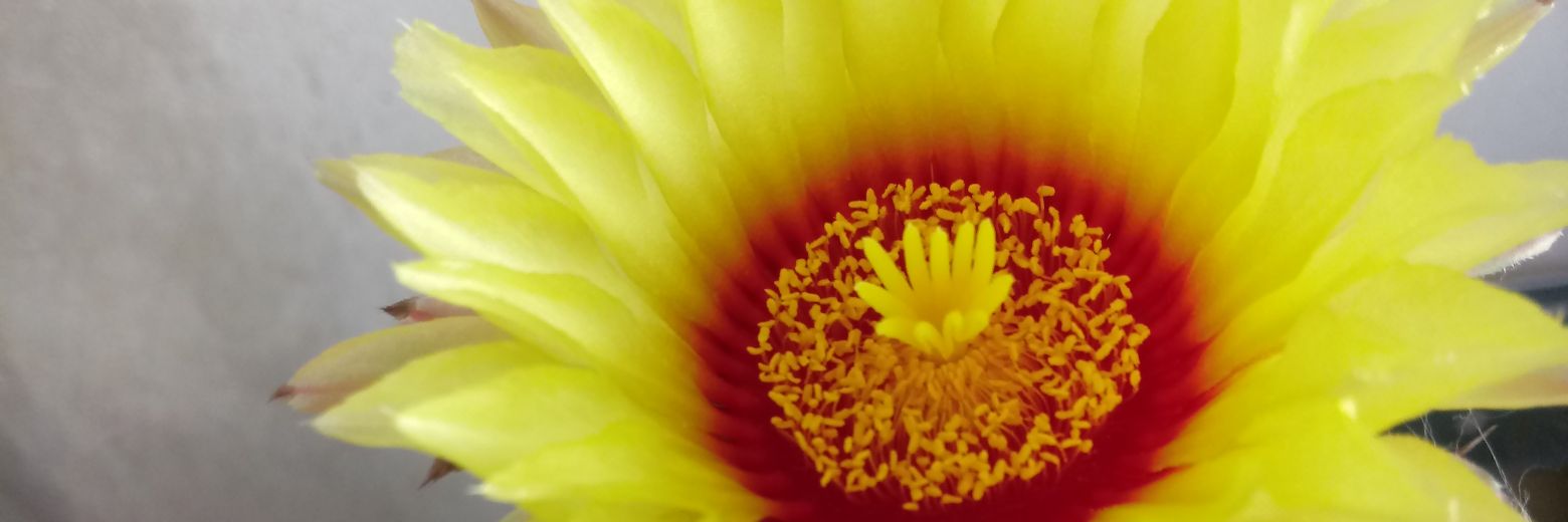 Carina Viviana🌵 banner