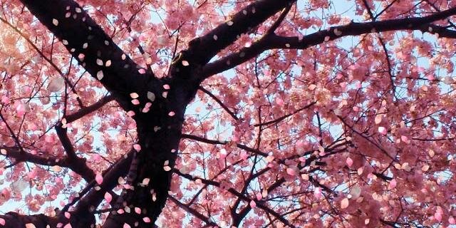Febrian_iphy's profile banner image