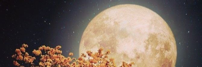 trishu3312's profile banner image