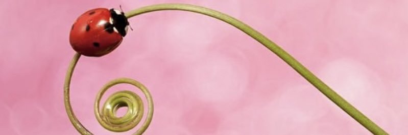 joana esperança 🐞 banner