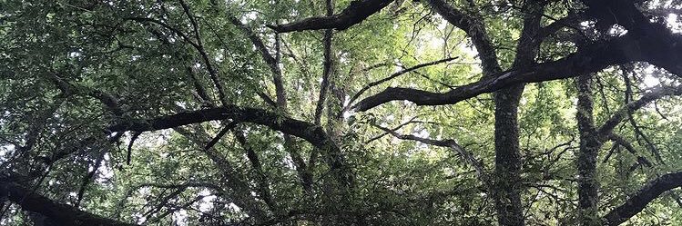 rosalamas's profile banner image
