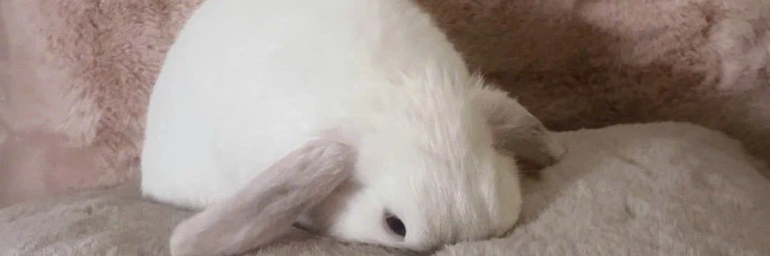 the kirara of shedtwt banner