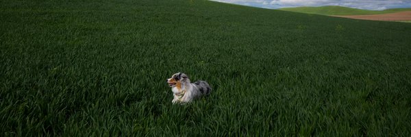 sadbumblebee Profile Banner