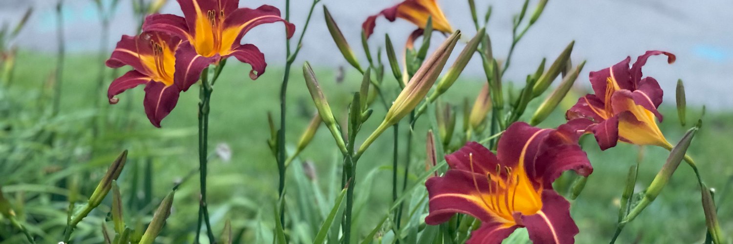 ChrisNoeMartin's profile banner image