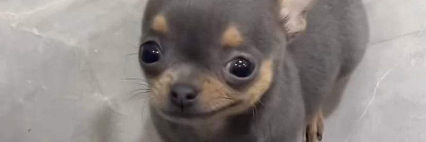 Gilly 🔞🛐 (Comms: open) banner